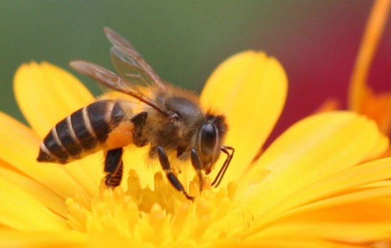 Mơ thấy ong luôn đem lại điềm báo tốt lành cho bạn