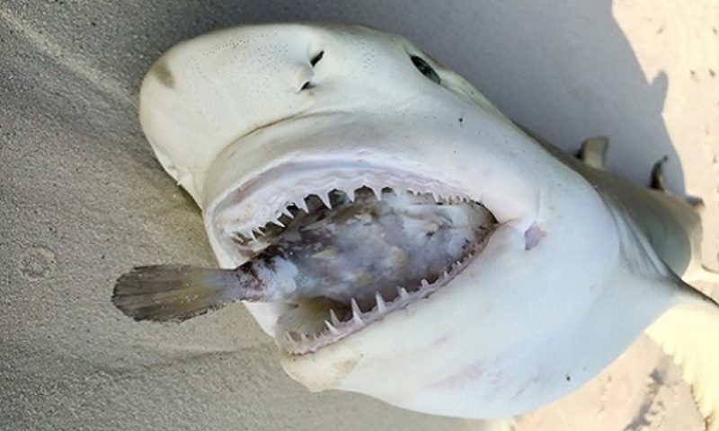 Chiêm bao thấy cá mập chết đánh số 78