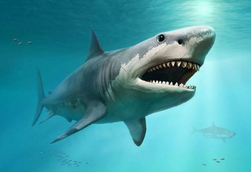 Giấc mơ thấy cá mập mang lại cho chủ mộng điềm báo gì?